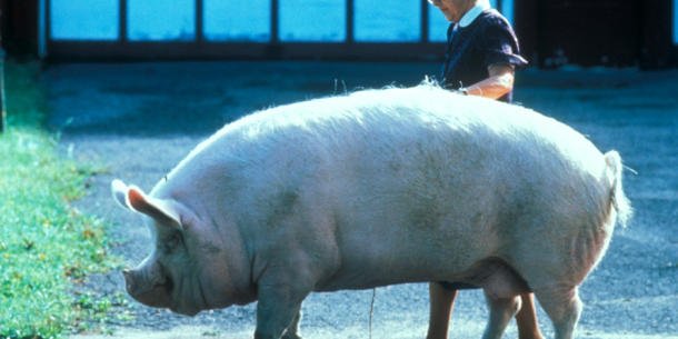 Schwein Schwein
