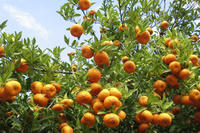 Orangenbäume Orangenbäume