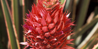 Rosa Ananas 2 Rosa Ananas 2
