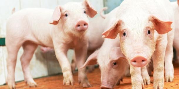 Schweine, Ferkel Schweine, Ferkel