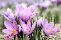 Krokus, Safran Krokus, Safran