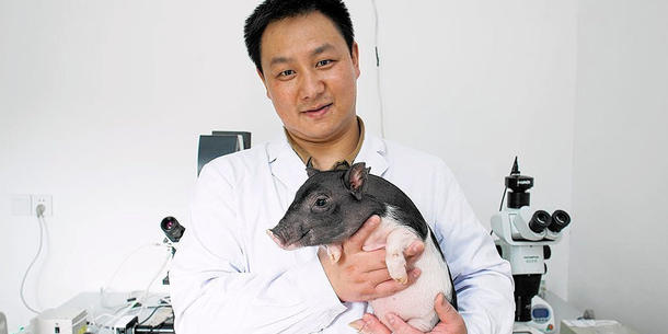 Micropig Micropig