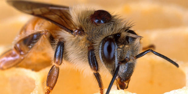 Biene, Varroa-Milbe Biene, Varroa-Milbe
