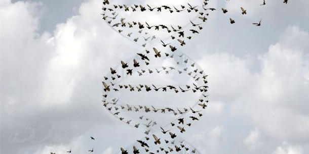DNA DNA
