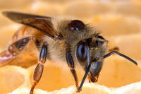 Bienen Varroa-Milbe