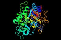 Amylase 3D-Modell Amylase 3D-Modell