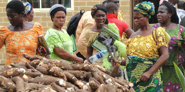 Cassava Cassava