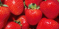 Erdbeeren Erdbeeren