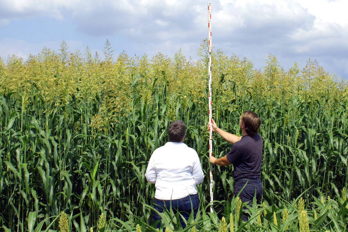 C4Pflanzen Lexikon transgen.de