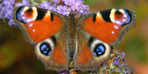 Schmetterlinge Schmetterlinge