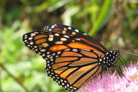 Schmetterlinge Schmetterlinge