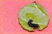 Schmetterlingsraupe Schmetterlingsraupe