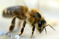 Bienen Bienen
