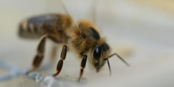 Bienen Bienen