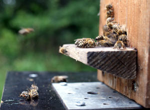 Bienenstock