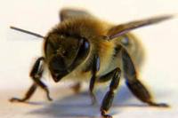 Biene Biene