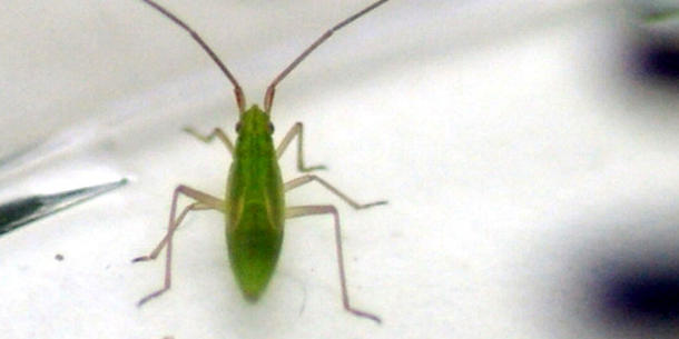 Weichwanze Weichwanze