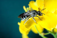 Biene an Rapsblüte Biene an Rapsblüte