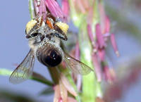 Biene sammelt Pollen an Mais Biene sammelt Pollen an Mais