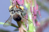 Biene sammelt Pollen an Mais