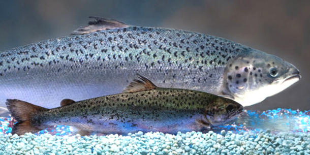 Lachs, AquaBounty 2 Lachs, AquaBounty 2
