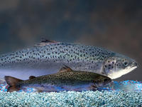 Lachs, AquaBounty Lachs, AquaBounty