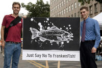 Lachs, Frankenfish