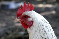 Huhn Huhn