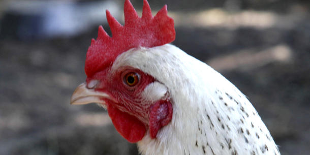 Huhn 2 Huhn 2