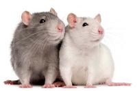Ratten, Versuchstiere Ratten, Versuchstiere