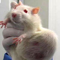 Ratten mit Tumoren Ratten mit Tumoren