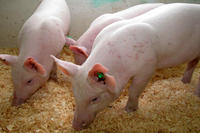 Schweine, Enviropigs Schweine, Enviropigs