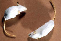 Oncomouse, Maus Oncomouse, Maus