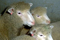 Schafe, Wolle Schafe, Wolle