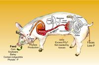 Schweine, Enviropigs Schweine, Enviropigs