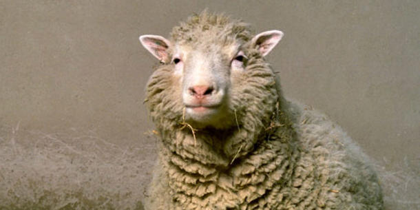 Dolly, Schaf Dolly, Schaf