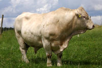 Geklonter Zuchtbulle Geklonter Zuchtbulle
