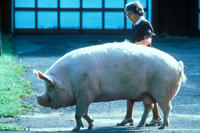 Schwein Schwein