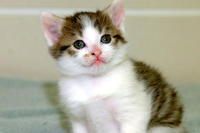 Katze, Copycat Katze, Copycat