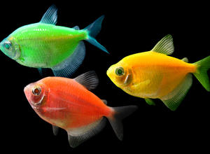 Fische, Glofish