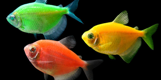 Fische, Glofish