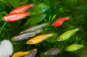 Fische, Glofish