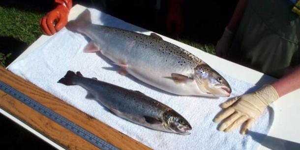 Lachs, AquaBounty Lachs, AquaBounty