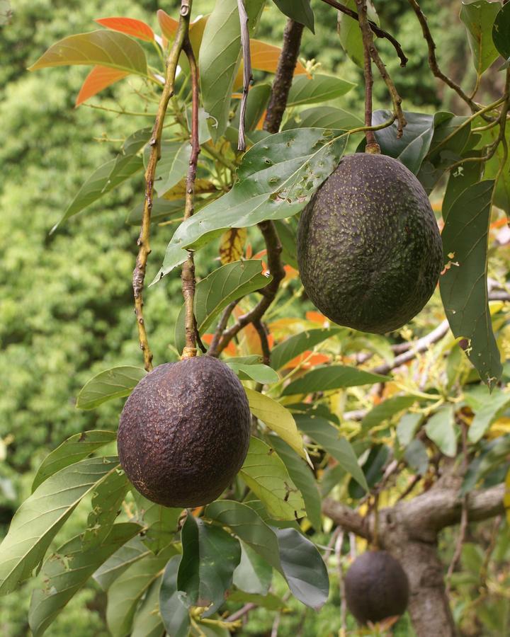 Avocado Lexikon Nutzpflanzen transgen.de