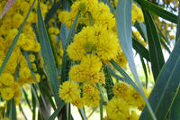 blühender Eukalyptus blühender Eukalyptus