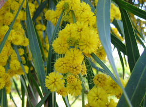 blühender Eukalyptus