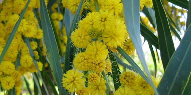 blühender Eukalyptus blühender Eukalyptus