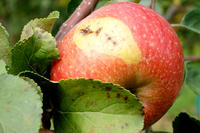 Apfel Apfel