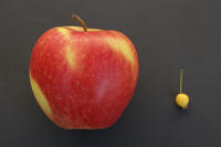 Vergleich Kulturapfel, Wildapfel Vergleich Kulturapfel, Wildapfel