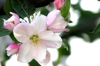 Apfelblüte Apfelblüte